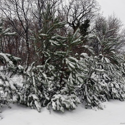 Neve a Basovizza - gennaio 2013