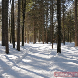 Val Bruna - Val Saisera - Febbraio 2021